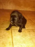 Filhotes de labrador