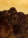 Filhotes de labrador
