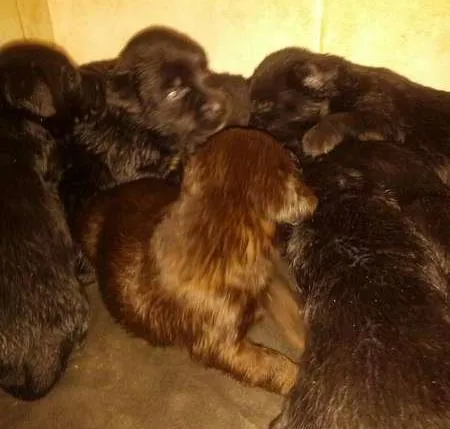 Cachorro ra a Labrador idade 2 a 6 meses nome Filhotes de labrador