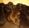 Filhotes de labrador