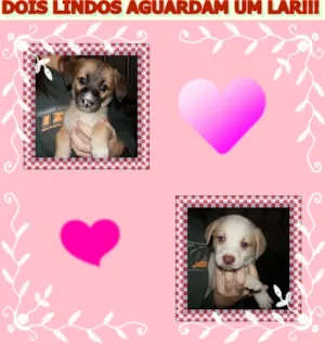 Cachorro raça SRD idade Abaixo de 2 meses nome Lindos Filhotes