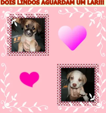 Cachorro ra a SRD idade Abaixo de 2 meses nome Lindos Filhotes