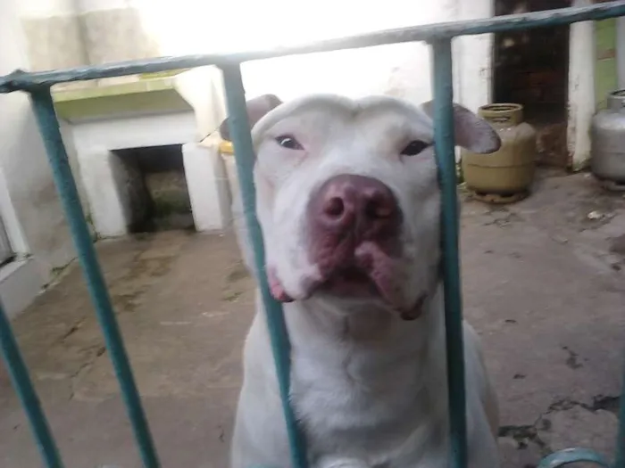 Cachorro ra a Pit-Bull idade 2 anos nome max