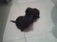 filhotes
