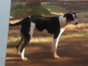 Cachorro raça Vira lata com Fox Paulistinha idade 2 anos nome Pamonha GRATIFICA