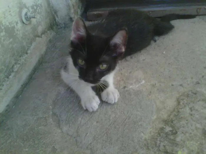 Gato ra a VIRA LATA idade 2 a 6 meses nome SEM NOME