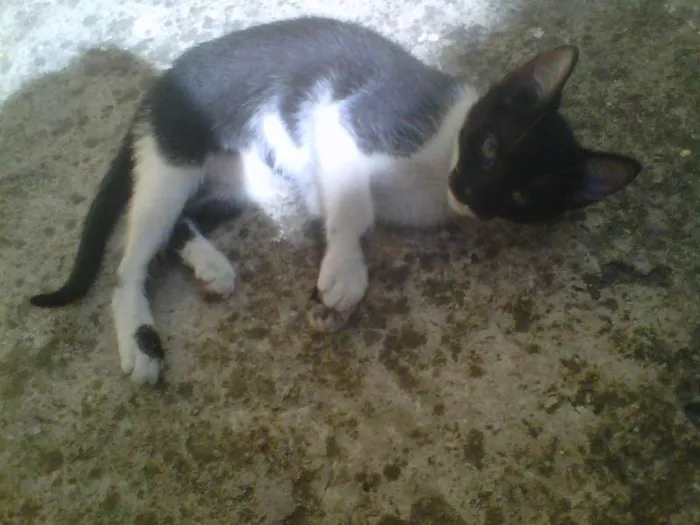 Gato ra a VIRA LATA idade 2 a 6 meses nome SEM NOME