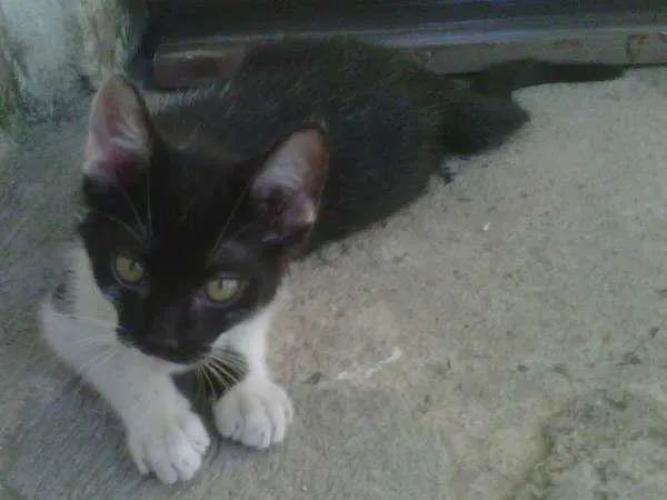 Gato ra a VIRA LATA idade 2 a 6 meses nome SEM NOME