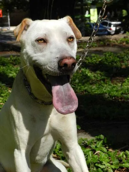 Cachorro ra a SRD mestiço de Sharpei idade 1 ano nome Bartolomeu