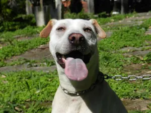 Cachorro raça SRD mestiço de Sharpei idade 1 ano nome Bartolomeu