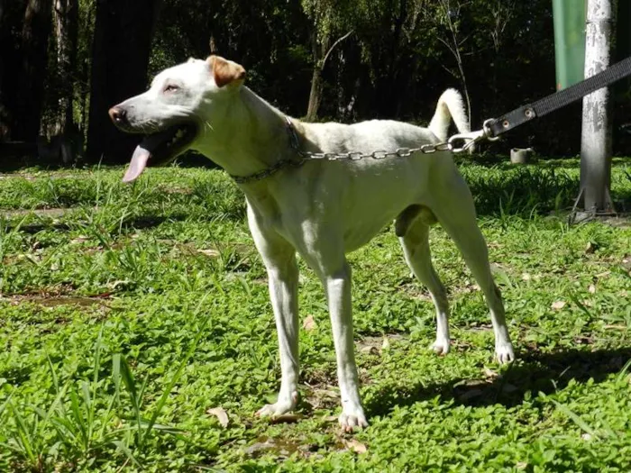 Cachorro ra a SRD mestiço de Sharpei idade 1 ano nome Bartolomeu