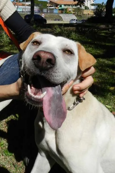Cachorro ra a SRD mestiço de Sharpei idade 1 ano nome Bartolomeu