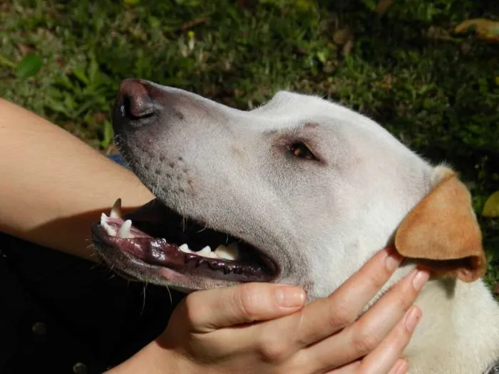 Cachorro ra a SRD mestiço de Sharpei idade 1 ano nome Bartolomeu