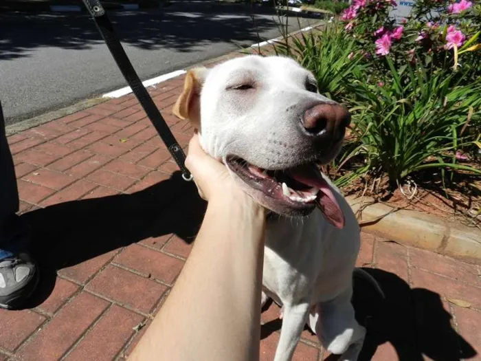 Cachorro ra a SRD mestiço de Sharpei idade 1 ano nome Bartolomeu