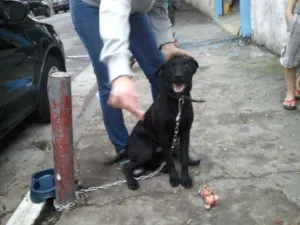 Cachorro raça SRD idade 7 a 11 meses nome Joaquim