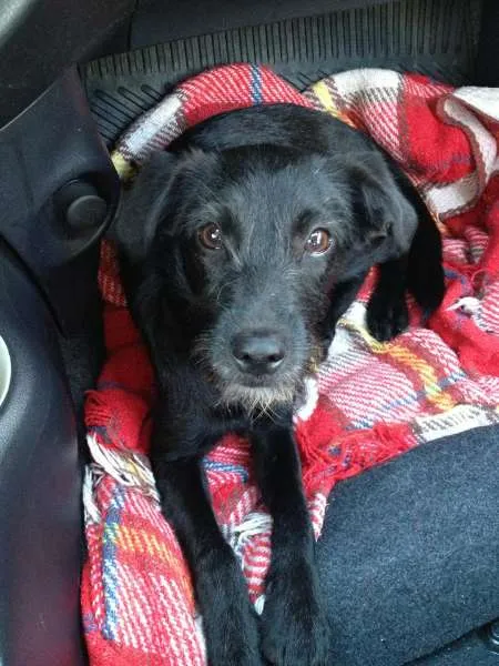 Cachorro raça SRD idade 2 a 6 meses nome Não Definido