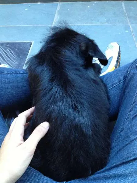 Cachorro raça SRD idade 2 a 6 meses nome Não Definido