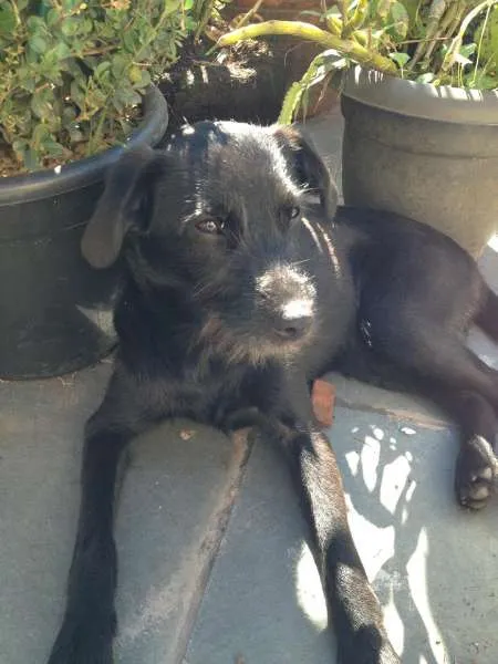 Cachorro raça SRD idade 2 a 6 meses nome Não Definido