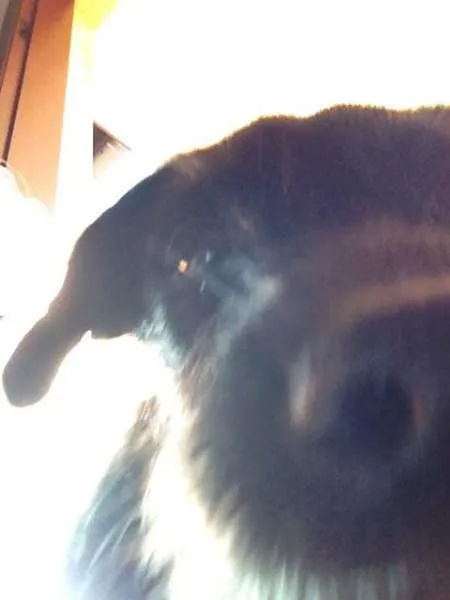 Cachorro raça SRD idade 2 a 6 meses nome Não Definido