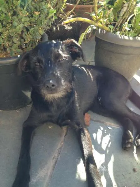 Cachorro raça SRD idade 2 a 6 meses nome Não Definido