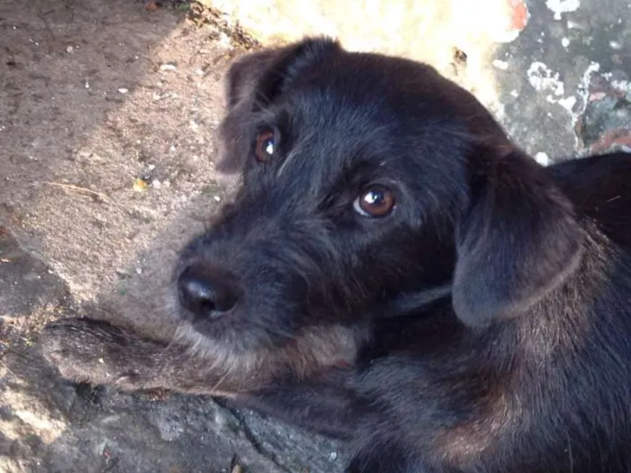 Cachorro raça SRD idade 2 a 6 meses nome Não Definido