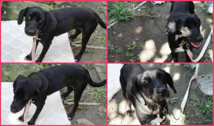 Cachorro raça SRD idade 2 anos nome sem nome