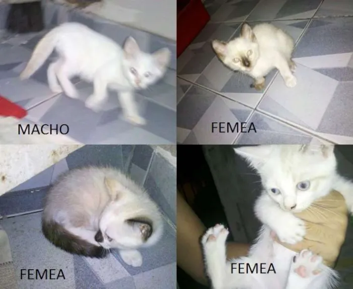 Gato raça viralata idade Abaixo de 2 meses nome jo,mel,lai,lia