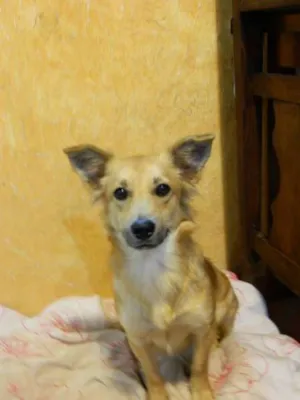 Cachorro raça SRD idade 1 ano nome Valentina