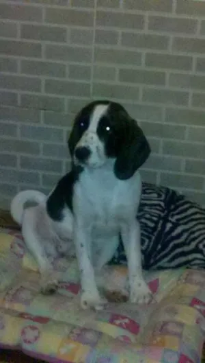 Cachorro raça Beagle idade 7 a 11 meses nome PRINCESA