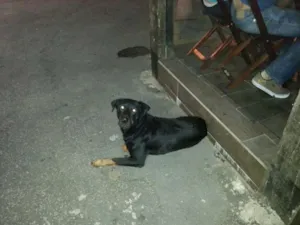 Cachorro raça MESTIÇO DE ROT idade 2 anos nome MESTIÇO DE ROT Cotia