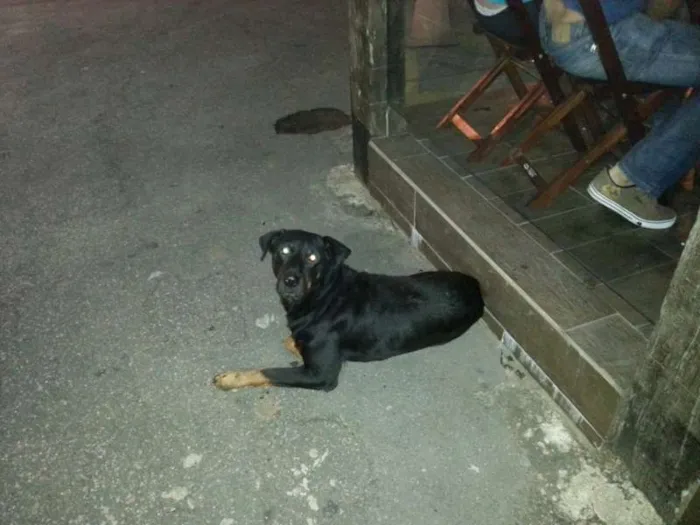 Cachorro ra a MESTIÇO DE ROT idade 2 anos nome MESTIÇO DE ROT Cotia