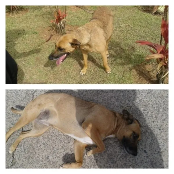 Cachorro ra a srd idade 2 anos nome lilica