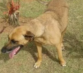 Cachorro ra a srd idade 2 anos nome lilica