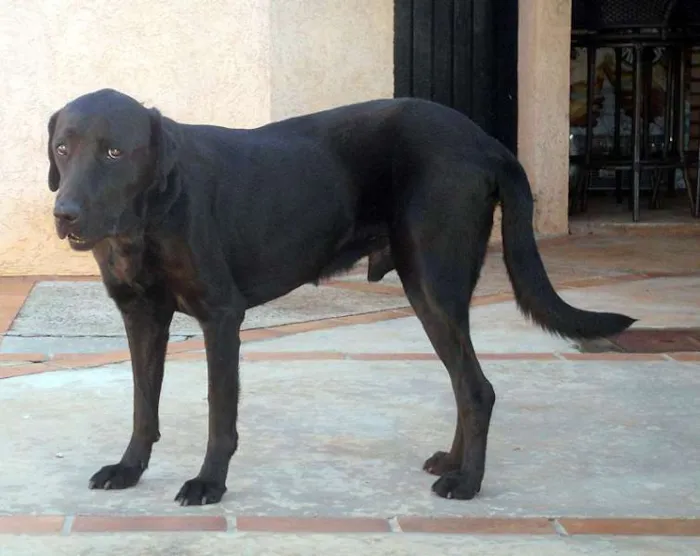 Cachorro ra a Labrador idade  nome Bob