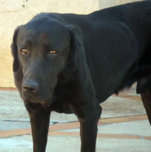 Cachorro ra a Labrador idade  nome Bob