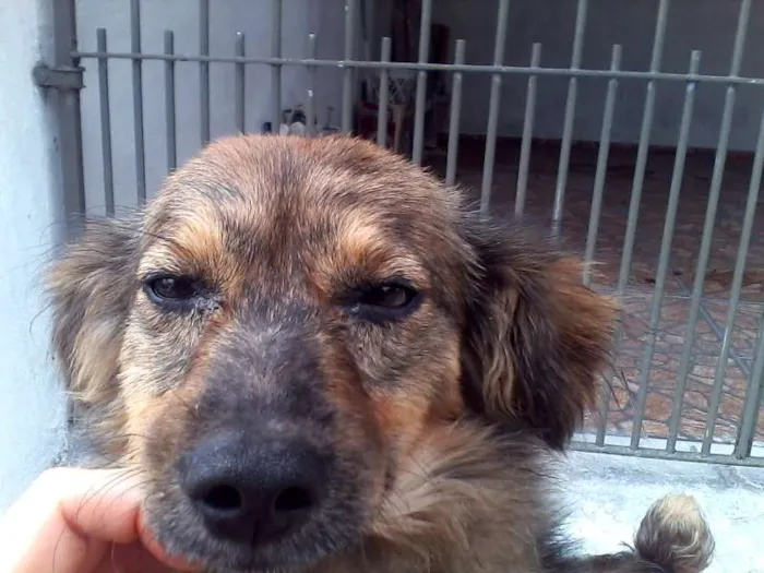 Cachorro ra a SRD idade 1 ano nome ursinha