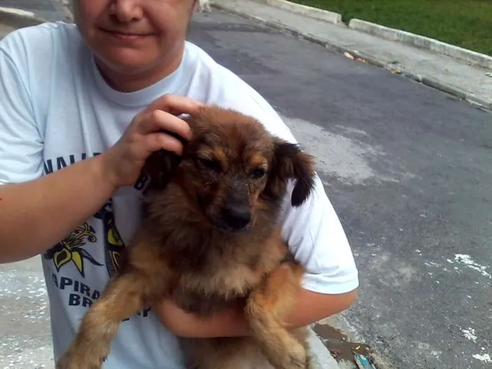 Cachorro ra a SRD idade 1 ano nome ursinha