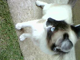 Gato ra a SRD idade 2 a 6 meses nome Menina