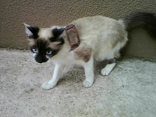 Gato ra a SRD idade 2 a 6 meses nome Menina