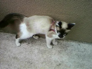 Gato ra a SRD idade 2 a 6 meses nome Menina