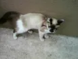 Menina