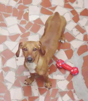 Cachorro raça Basset-Cofap idade 7 a 11 meses nome SNOOPY GRATIFICA