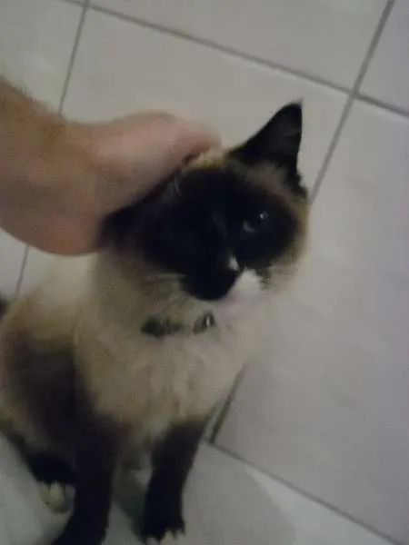 Gato ra a Mestiça  idade 3 anos nome Marie