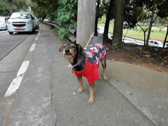 Cachorro ra a SRD idade 2 anos nome LINDO BANG!
