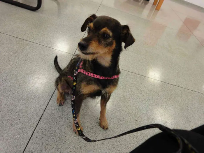 Cachorro ra a SRD idade 2 anos nome LINDO BANG!
