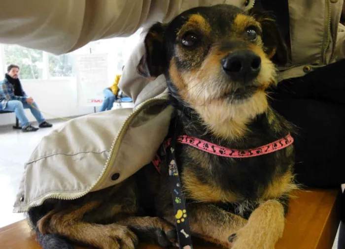 Cachorro ra a SRD idade 2 anos nome LINDO BANG!