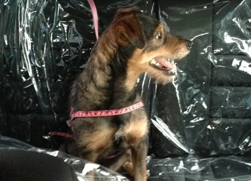 Cachorro ra a SRD idade 2 anos nome LINDO BANG!