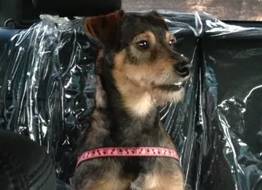 Cachorro ra a SRD idade 2 anos nome LINDO BANG!