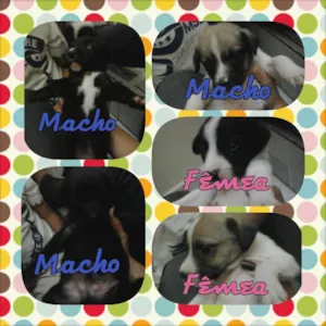 Cachorro raça Vira-Lata  idade 2 a 6 meses nome vários