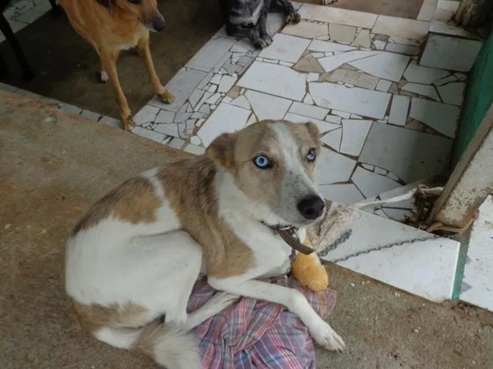 Cachorro ra a Srd idade 2 anos nome Liz Blue
